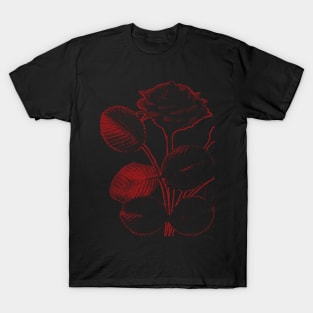 Rosa de Pelagio Black Rose Red Outline Image T-Shirt